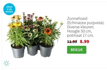 Aanbieding: Zonnehoed (Echinacea purpurea)