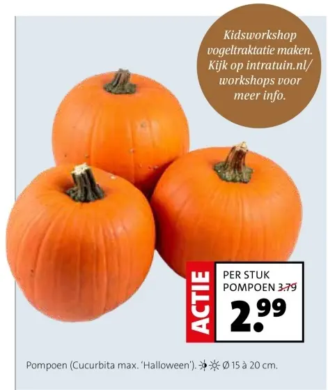 Aanbieding: Pompoen (Cucurbita max. 'Halloween')