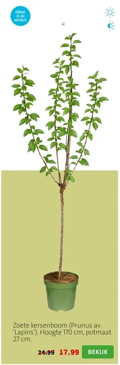 Aanbieding: Zoete kersenboom (Prunus av. 'Lapins')