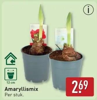 Aanbieding: Amaryllismix