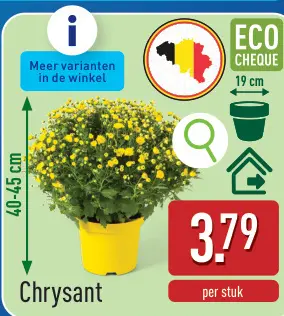 Promotie: Chrysant
