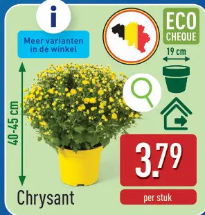 Promotie: Chrysant