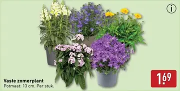 Aanbieding: Vaste zomerplant
