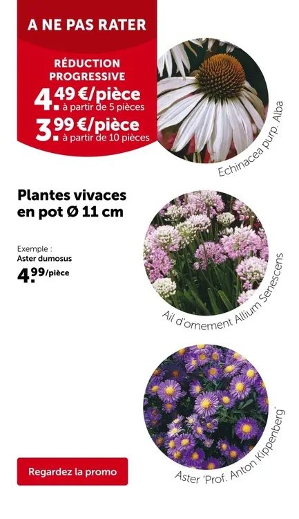 Offre: Plantes vivaces en pot Ø 11 cm