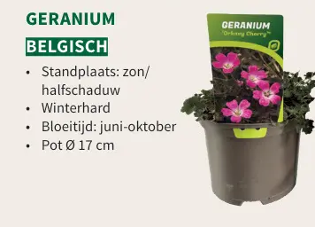 Promotie: Geranium belgisch
