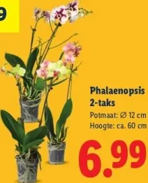 Aanbieding: Phalaenopsis 2-taks