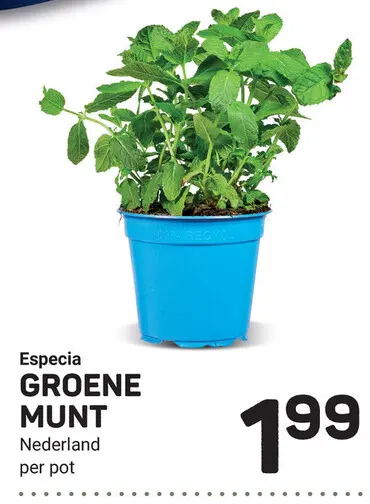 Aanbieding: Groene munt
