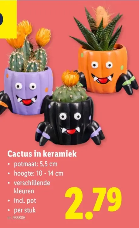 Promotie: Cactus in keramiek