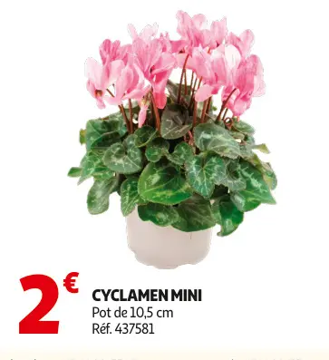Promotie: Cyclamen mini