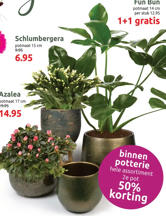 Aanbieding: Schlumbergera