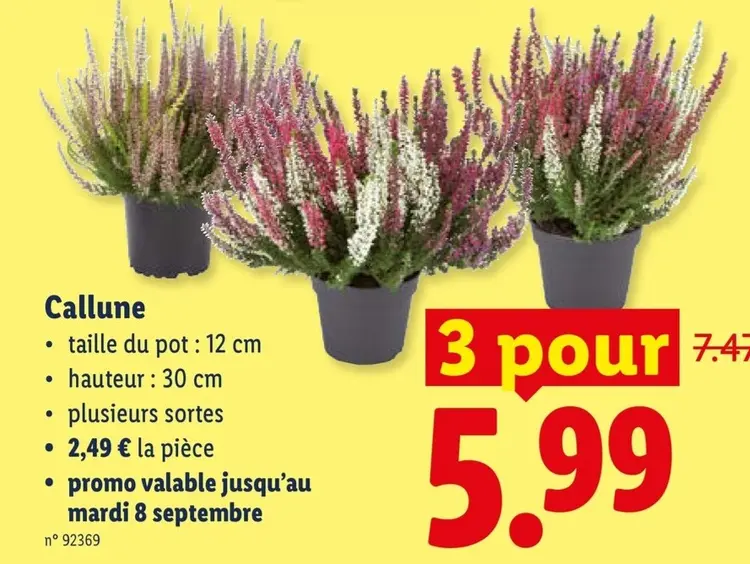 Offre: Callune