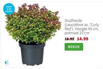 Aanbieding: Druifheide (Leucothoe ax. 'Curly Red')