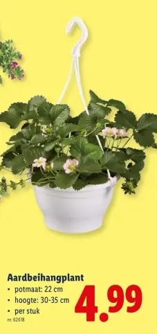 Promotie: Aardbeihangplant