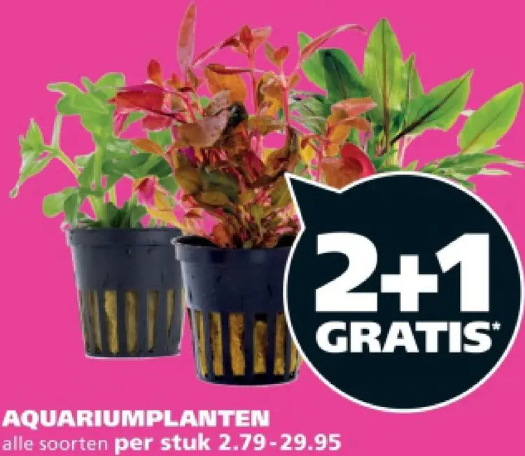 Aanbieding: Aquariumplanten