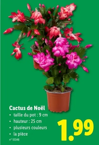 Offre: Cactus de Noël
