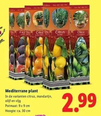 Aanbieding: Mediterrane plant