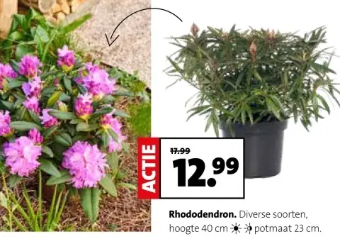 Aanbieding: Rhododendron