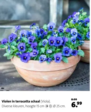 Aanbieding: Violen in terracotta schaal