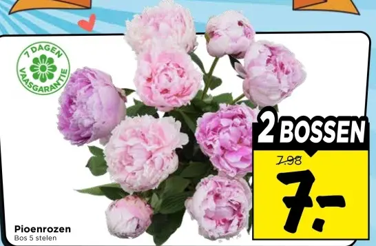 Pioenrozen