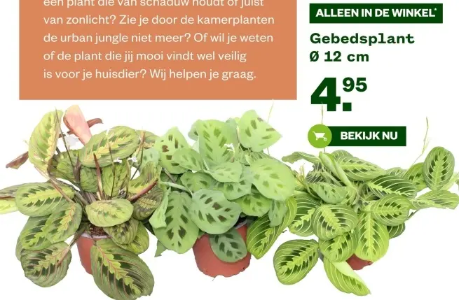 Aanbieding: Gebedsplant