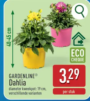 Promotie: Dahlia