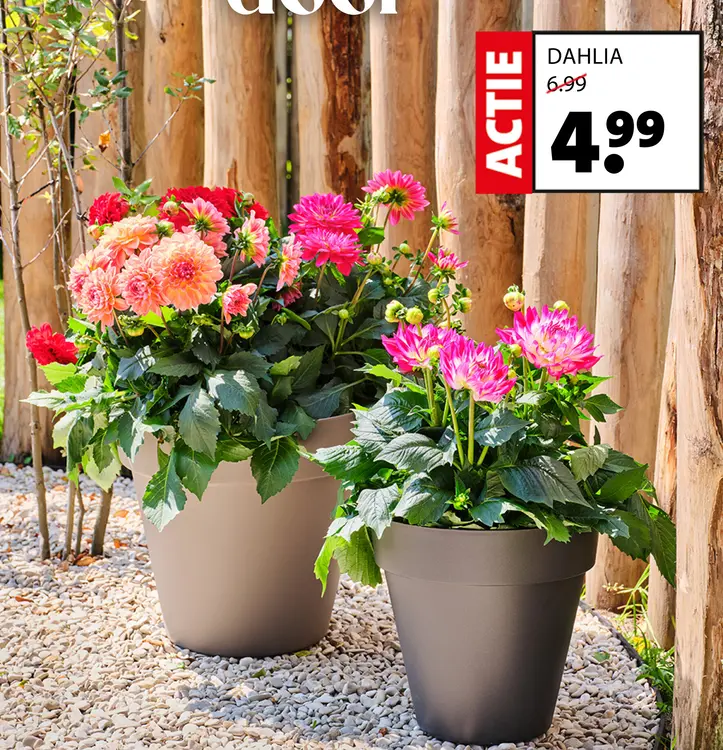 Aanbieding: Dahlia