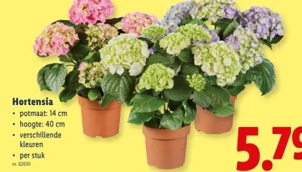 Promotie: Hortensia