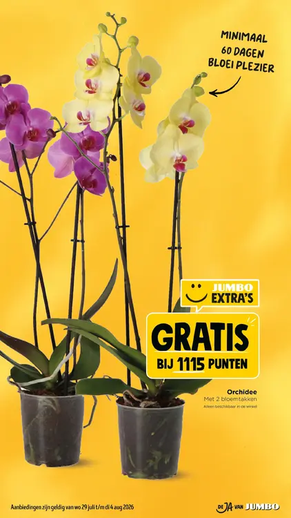 Aanbieding: Orchidee