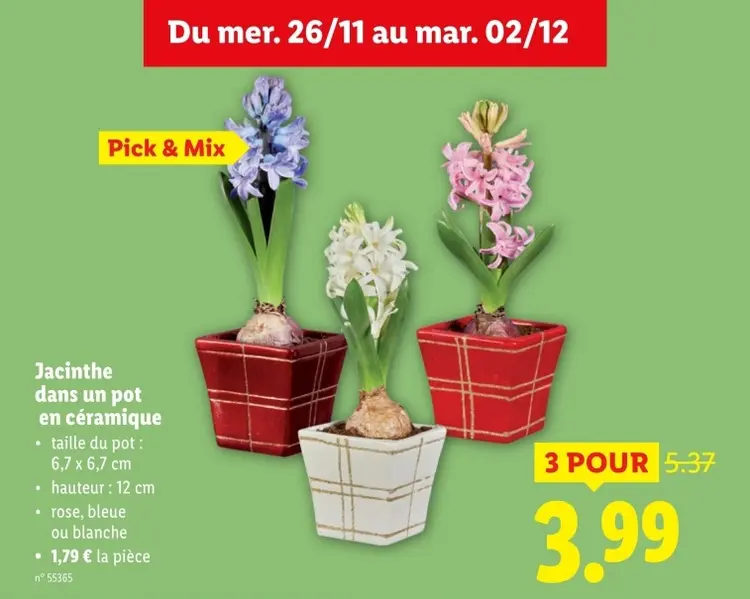 Offre: Jacinthe dans un pot en céramique