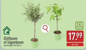 Aanbieding: Olijfboom of vijgenboom