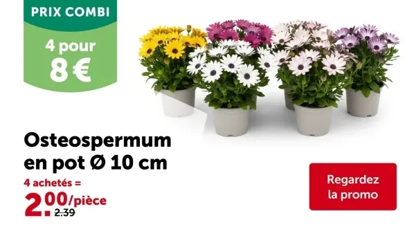 Offre: Osteospermum en pot 10 cm