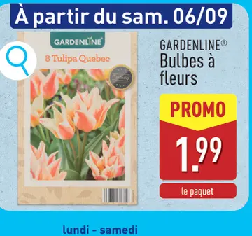 Offre: 8 Tulipa Quebec