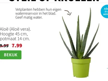 Aanbieding: Aloë (Aloë vera)