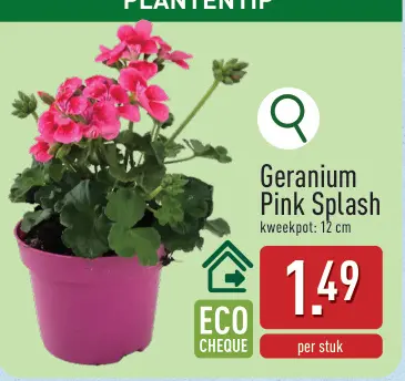 Promotie: Géranium Pink Splash