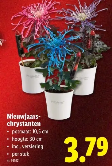 Promotie: Nieuwjaars-chrysanten