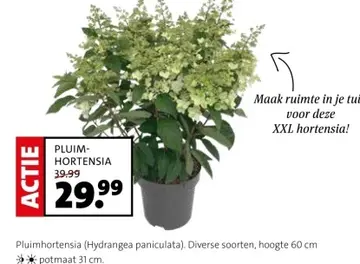 Aanbieding: Pluim-hortensia