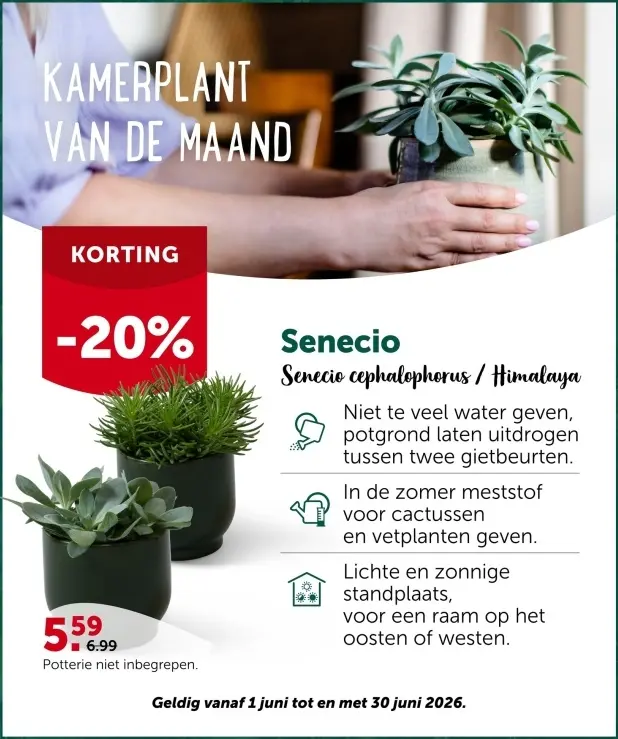 Promotie: Senecio cephalophorus / Himalaya