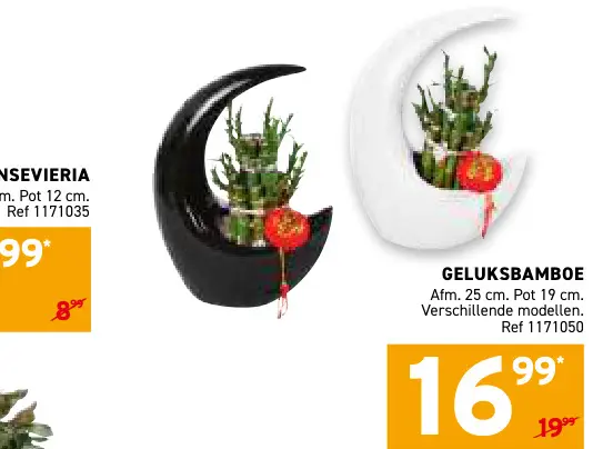 Promotie: Geluksbamboe