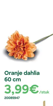 Aanbieding: Oranje dahlia