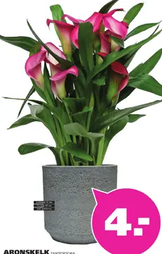 Aanbieding: Aronskelk zantedeschia