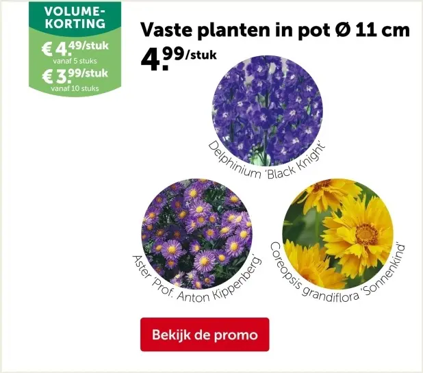 Promotie: Vaste planten in pot Ø 11 cm