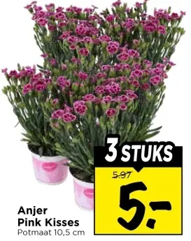 Anjer Pink Kisses
