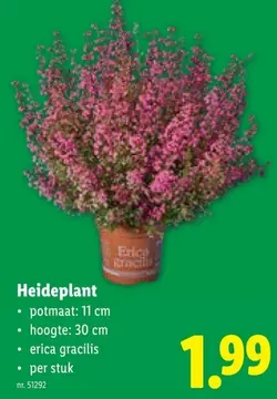 Aanbieding: Heideplant