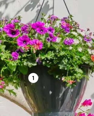 Aanbieding: Hangpot met zomerbloeiers XXL