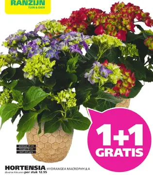 Aanbieding: Hortensia hydrangea macrophylla