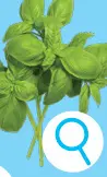 Promotie: Bio basilicum