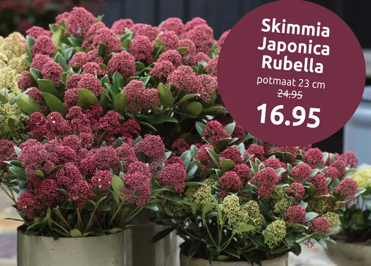 Aanbieding: Skimmia Japonica Rubella