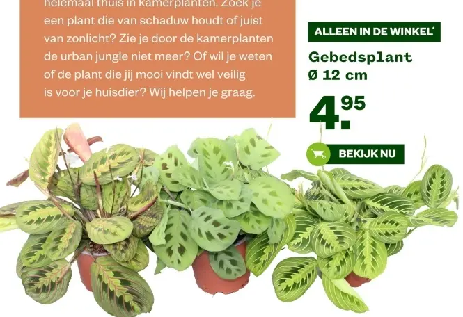 Aanbieding: Gebedsplant