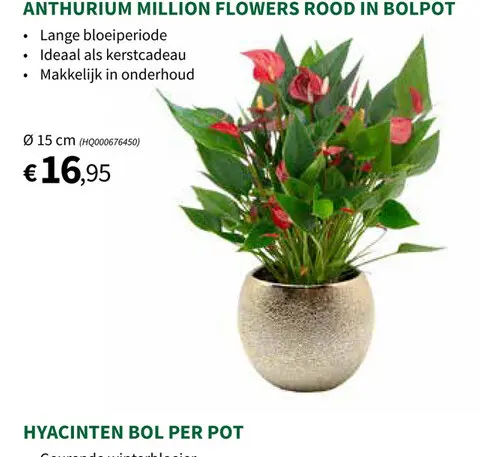 Promotie: Anthurium million flowers rood in bolpot