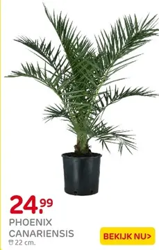 Aanbieding: Phoenix canariensis